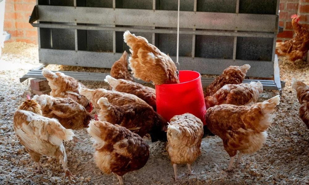 Γρίπη των πτηνών: Πόσο ασφαλή είναι τα αυγά το κοτόπουλο και το γάλα;